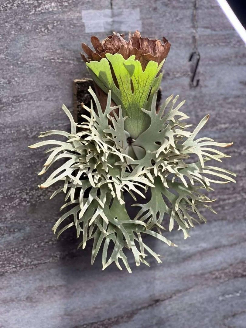 yellow moon dwarf ’totoro’ sporeling 210 yellow moon dwarf 'totoro' sporeling 114 - メルカリ