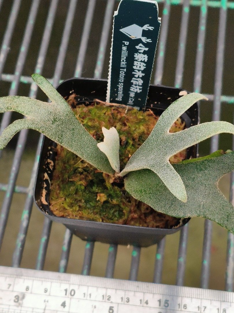 yellow moon dwarf 'totoro' sporeling 13 ビカクシダ