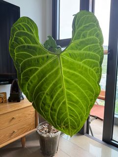（分類：）位於 。 由 greengirly 提交（商品編號 1368082796，圖片 1）。簡介： 。