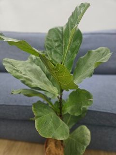 （分類：）位於 。 由 casadetris 提交（商品編號 1368165712，圖片 1）。簡介： 。