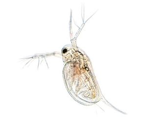(Category: ) located in . Submitted by zoologix (Listing ID 1368084043, Image 1). Description: .