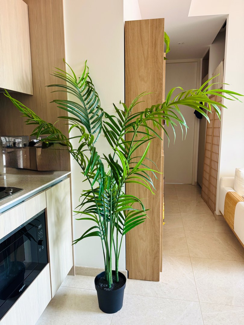 Faszinierend Kentia Palme Ikea Fotos