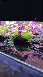 (Category: ) located in . Submitted by terrariumscapesg (Listing ID 1366574132, Image 1). Description: .