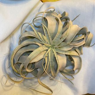 （分類：）位於 。 由 gladyz97 提交（商品編號 1372426559，圖片 1）。簡介： 。
