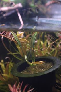 (Category: ) located in . Submitted by aquariststudio (Listing ID 1367779998, Image 1). Description: .