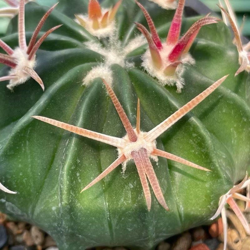 狂刺 サボテン 狂刺綾波 実生 綾波 狂刺綾波| 臺北典藏植物園 狂刺綾波