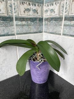 (Category: ) located in . Submitted by e_o_p (Listing ID 1372334190, Image 1). Description: .
