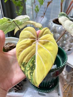 （分類：）位於 。 由 nairem_plants 提交（商品編號 1372327594，圖片 1）。簡介： 。