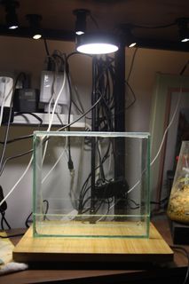 (Category: ) located in . Submitted by aquariststudio (Listing ID 1372372284, Image 1). Description: .
