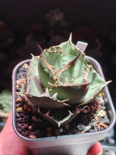 (Category: ) located in . Submitted by petiteplantsg (Listing ID 1374065052, Image 1). Description: .