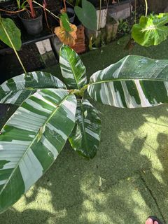 (Category: ) located in . Submitted by ntlc_plants (Listing ID 1373963559, Image 1). Description: .