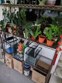 (Category: ) located in . Submitted by petstyle888 (Listing ID 1374059359, Image 1). Description: .