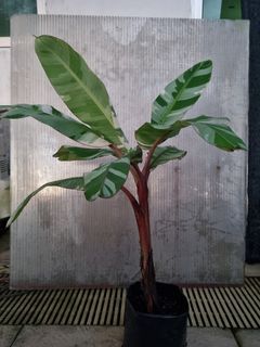 (Category: ) located in . Submitted by farmsale (Listing ID 1374015752, Image 1). Description: .