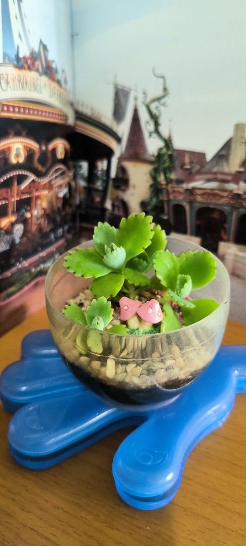 Desk Top Mini Plant