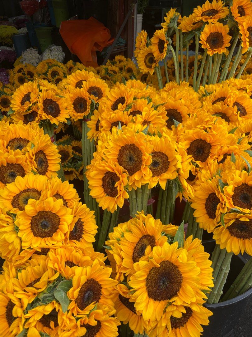 Fresh Sunflower Bundle 10pcs (Category: Flowers & Bouquets) located in Pasig City. Submitted by aefs_ (Listing ID 1374275474, Image 1). Description: Sunflower bundle - 10pcs - note: sunflowers only, not arranged Flower Bouquet Arrangements aleo available! We accept custom arrangements - you may send your inspo or tell us what you like! 💐 Price varies depending on the flower & size of the bouquet. 🖇️ Loc is Sampaloc, Manila & Pasig/Cainta 🖇️ Or