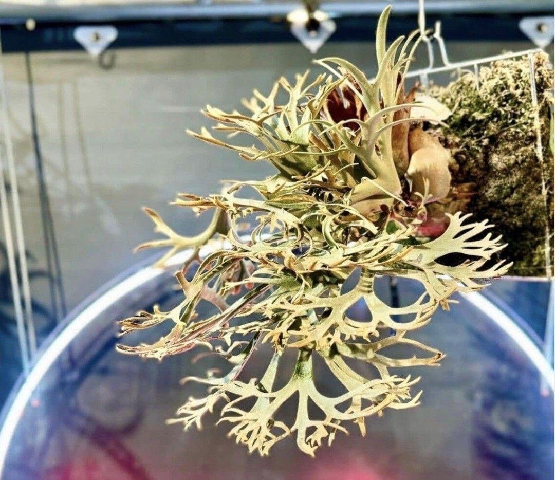 M88 ，P.Willinckii Anapat #9 OC pup 株分け