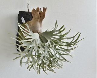 メイミナ様メルカリ便P.willinckii’Jade Girl’spore 2 P.willinckii 'Jade Girl' spore 1224 - メルカリ