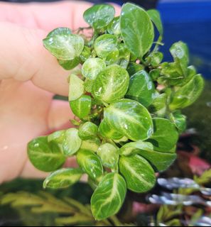 Bucephalandra Violet Blossom, Furniture & Home Living