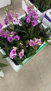(Category: ) located in . Submitted by fruityflorist (Listing ID 1374413467, Image 1). Description: .
