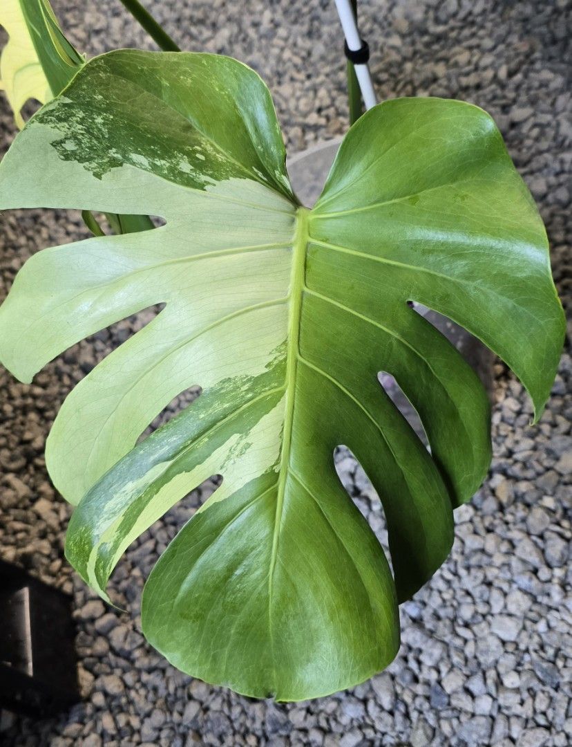 Monstera Deliciosa Blue Mint / Jade Season, Furniture & Home Living,  Gardening, Plants & Seeds on Carousell