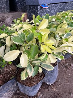 (Category: ) located in . Submitted by plants_sale (Listing ID 1374417654, Image 1). Description: .