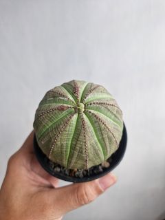 (Category: ) located in . Submitted by excess.plants (Listing ID 1374601091, Image 1). Description: .