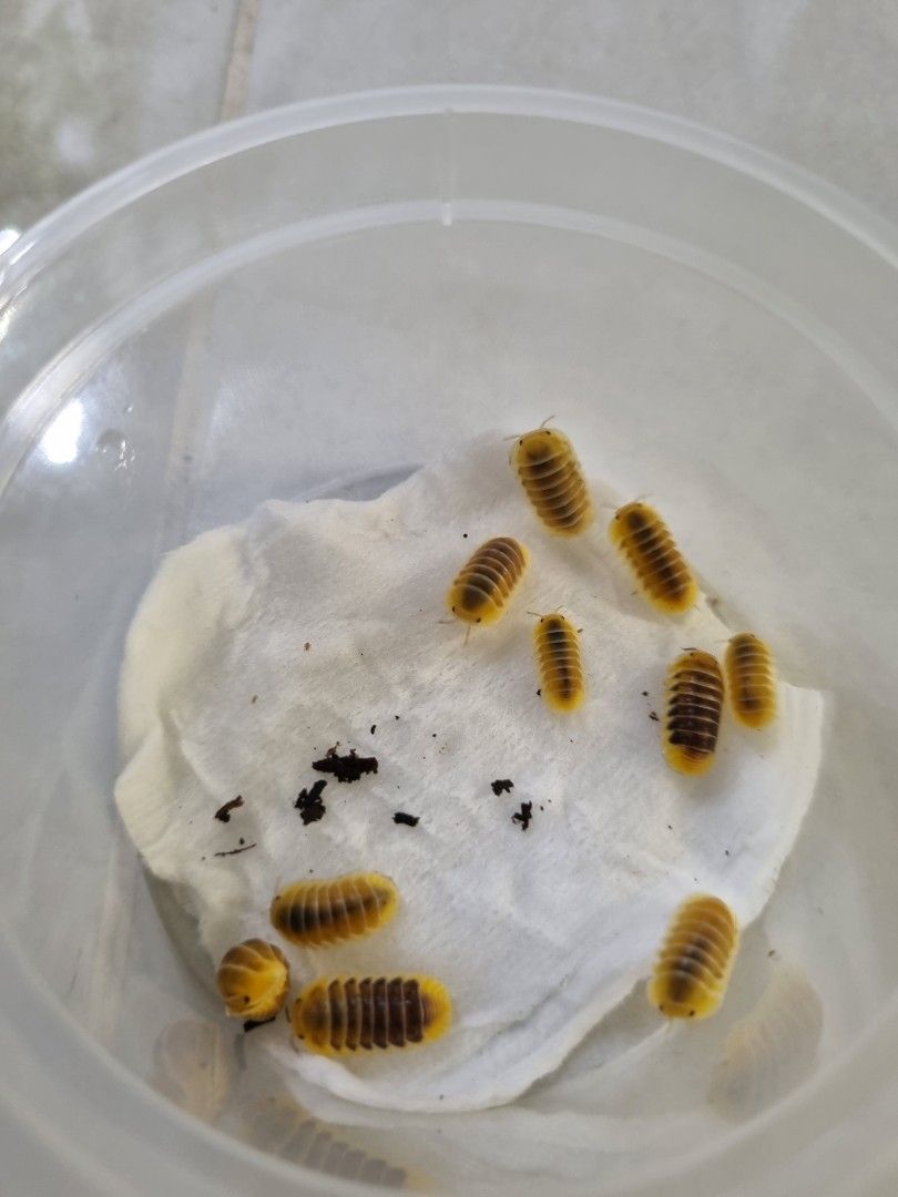 Cubaris Jupiter Isopod (Category: Pet Food) located in Singapore. Submitted by fishandplants (Listing ID 1374601046, Image 3). Description: 1 for $2.50 Buy 10+1 free +$4.00 for mailing (SmartPac with tracking) A mixture of adults and juvies will be given. Cubaris Jupiter Isopods are small, peaceful crustaceans with oval-shaped bodies, ranging from 1 to 2 centimeters in length. In their natural habitat, they live primarily in moist and humid areas