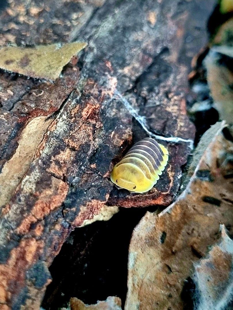 Cubaris Jupiter Isopod (Category: Pet Food) located in Singapore. Submitted by fishandplants (Listing ID 1374601046, Image 2). Description: 1 for $2.50 Buy 10+1 free +$4.00 for mailing (SmartPac with tracking) A mixture of adults and juvies will be given. Cubaris Jupiter Isopods are small, peaceful crustaceans with oval-shaped bodies, ranging from 1 to 2 centimeters in length. In their natural habitat, they live primarily in moist and humid areas