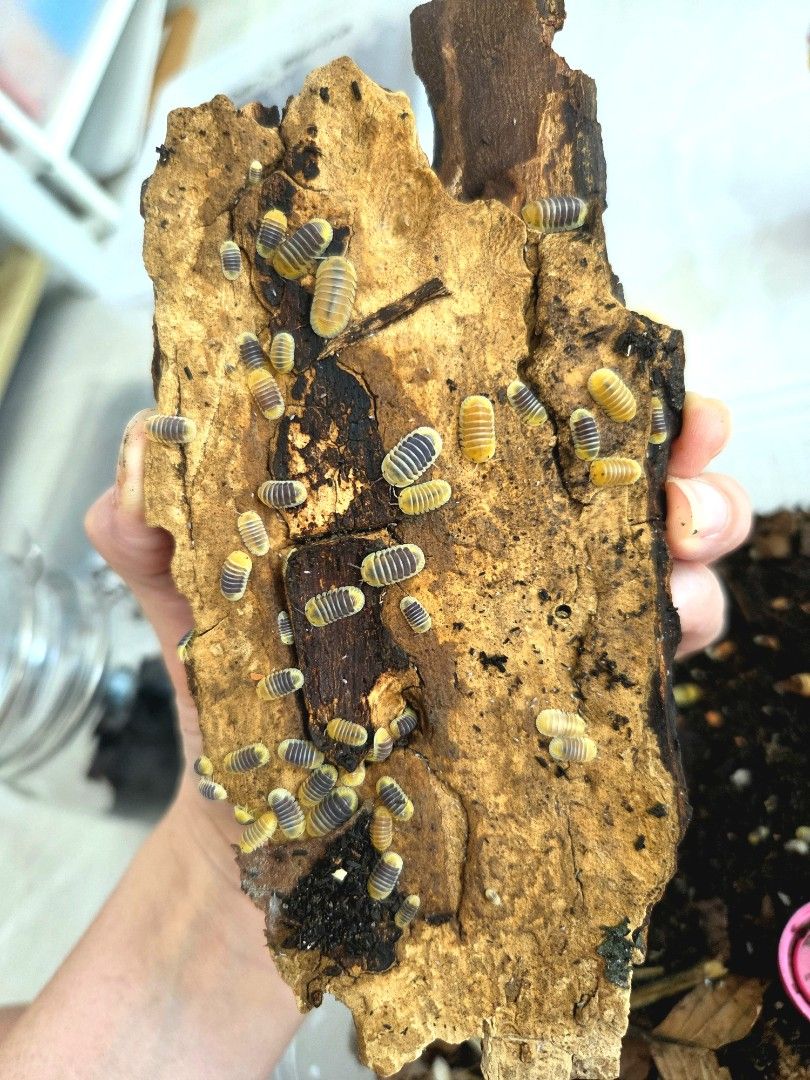 Cubaris Jupiter Isopod (Category: Pet Food) located in Singapore. Submitted by fishandplants (Listing ID 1374601046, Image 1). Description: 1 for $2.50 Buy 10+1 free +$4.00 for mailing (SmartPac with tracking) A mixture of adults and juvies will be given. Cubaris Jupiter Isopods are small, peaceful crustaceans with oval-shaped bodies, ranging from 1 to 2 centimeters in length. In their natural habitat, they live primarily in moist and humid areas