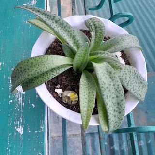 (Category: ) located in . Submitted by suziemarcos (Listing ID 1374563976, Image 1). Description: .