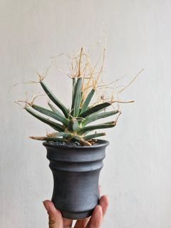 (Category: ) located in . Submitted by excess.plants (Listing ID 1374557847, Image 1). Description: .