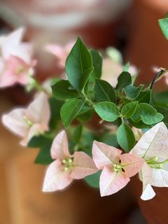 （分類：）位於 。 由 elsamouse 提交（商品編號 1373405968，圖片 1）。簡介： 。