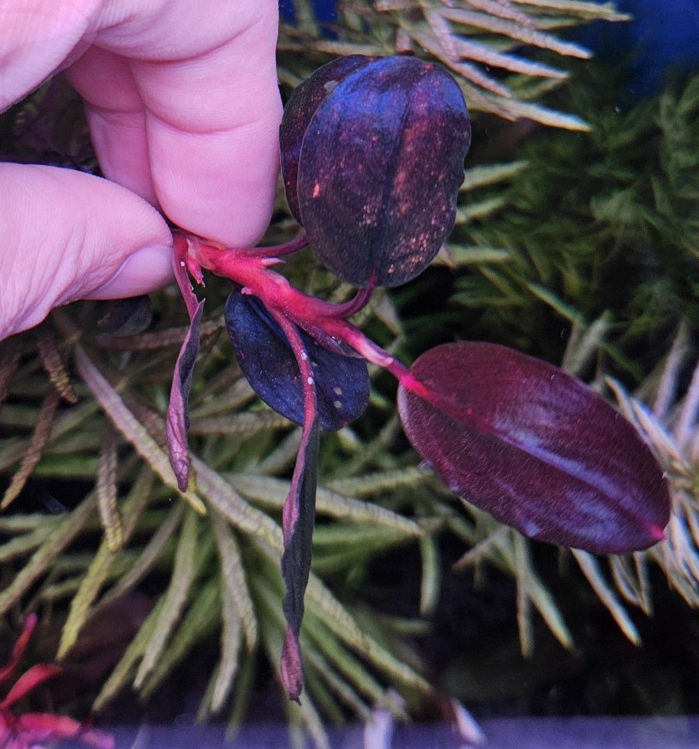 Bucephalandra sp. Violet Bolsom 小群生 Bucephalandra sp. Violet Bolsom - メルカリ