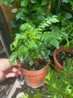 （分類：）位於 。 由 anne2tired 提交（商品編號 1374843651，圖片 1）。簡介： 。