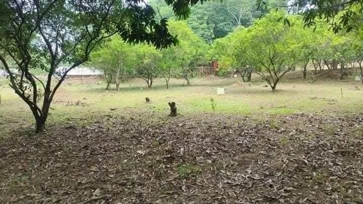 Farm Lot with Swimming Pool (Category: Lot) located in Quezon City. Submitted by sanigeronimo0408 (Listing ID 1374547736, Image 3). Description: Farm Lot with Swimming Pool and Fruit Bearing Trees 3 titles with following lot sizes: (interconnected) 1. 12,979 sqm 2. 12,725 sqm 3. 9,927 sqm total of approximately 3.5 hectares Clean Titles, updated taxes, combination of commercial, residential and agricultural. with swimming pool and fruit bearing t