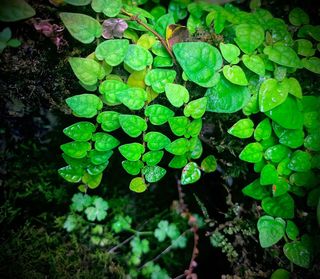 (Category: ) located in . Submitted by nativeforest9 (Listing ID 1346836009, Image 1). Description: .