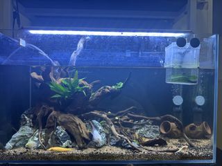 (Category: ) located in . Submitted by Aquariumfever (Listing ID 1374836962, Image 1). Description: .
