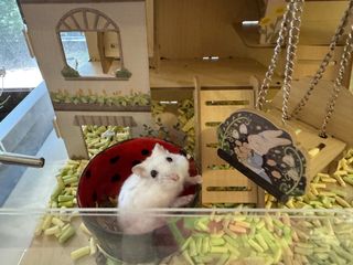 (Category: ) located in . Submitted by hammielim (Listing ID 1373107079, Image 1). Description: .
