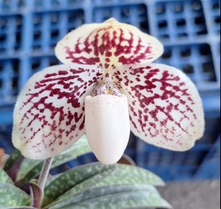 (Category: ) located in . Submitted by plant_nerd05 (Listing ID 1374839609, Image 1). Description: .