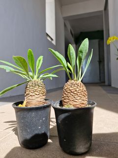 (Category: ) located in . Submitted by excess.plants (Listing ID 1374723381, Image 1). Description: .