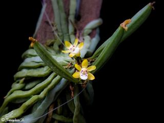 (Category: ) located in . Submitted by plant_nerd05 (Listing ID 1374816238, Image 1). Description: .