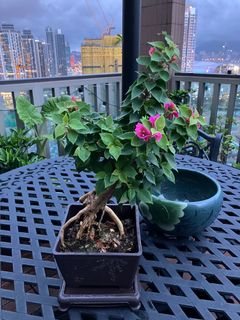 （分類：）位於 。 由 jen.flower.plant 提交（商品編號 1375021462，圖片 1）。簡介： 。