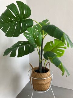 bikini monstera Monstera Bikini Top