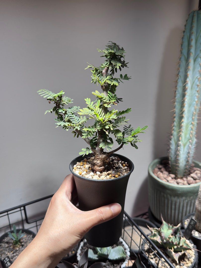 多肉植物Senna meridionalis 沙漠蘇木 メリジョナリス センナ 多肉植物