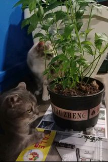 (Category: ) located in . Submitted by petstyle888 (Listing ID 1375422856, Image 1). Description: .