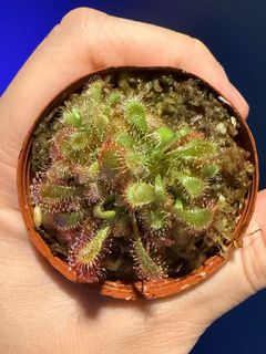 （分類：）位於 。 由 harrych5678 提交（商品編號 1375533981，圖片 1）。簡介： 。