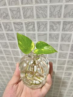 （分類：）位於 。 由 Mars_ 提交（商品編號 1371911190，圖片 1）。簡介： 。