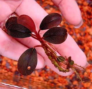 Bucephalandra Violet Blossom, Furniture & Home Living