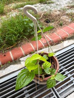 (Category: ) located in . Submitted by anggeriktemasek (Listing ID 1375487139, Image 1). Description: .