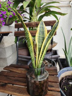 (Category: ) located in . Submitted by surpriseu (Listing ID 1375509286, Image 1). Description: .